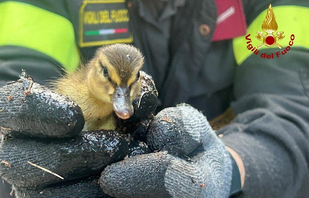 GORIZIA: I VIGILI DEL FUOCO METTONO IN SALVO SETTE PAPERELLE