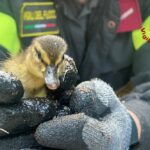 GORIZIA: I VIGILI DEL FUOCO METTONO IN SALVO SETTE PAPERELLE