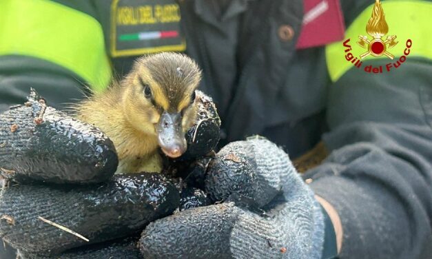 GORIZIA: I VIGILI DEL FUOCO METTONO IN SALVO SETTE PAPERELLE