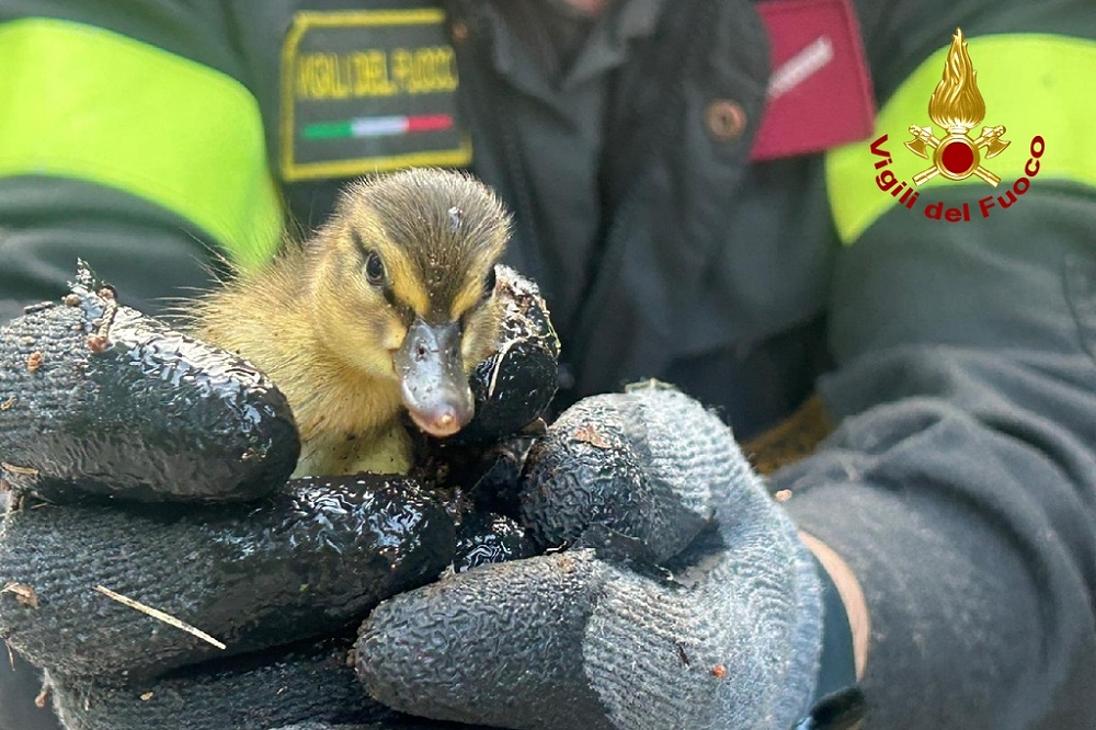 GORIZIA: I VIGILI DEL FUOCO METTONO IN SALVO SETTE PAPERELLE