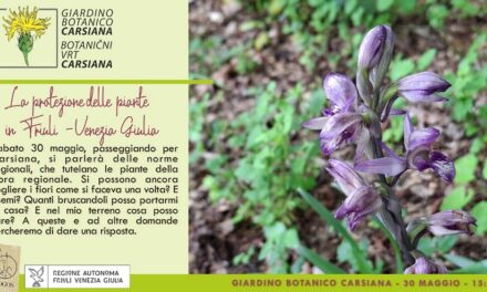 La protezione delle piante in Friuli Venezia Giulia al Giardino botanico Carsiana
