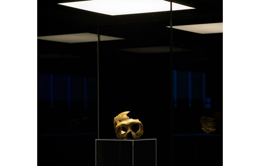 AL MUSEO D’ANTICHITÀ “J.J. WINCKELMANN LA MOSTRA “CRANIO C. PATRIMONIO PALEOANTROPOLOGICO MONDIALE”