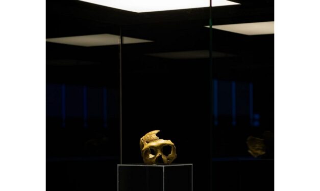 INAUGURATA LA MOSTRA “CRANIO C. PATRIMONIO PALEOANTROPOLOGICO MONDIALE” AL MUSEO WINCKELMANN