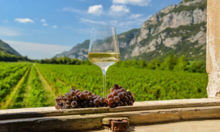 PINOT GRIGIO DOC DELLE VENEZIE: LA DENOMINAZIONE RAFFORZA LE MISURE A TUTELA DEL VALORE PER LA VENDEMMIA 2026