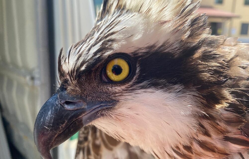 FALCO PESCATORE ARRIVATO DALLA LITUANIA RICOVERATO AL CENTRO DI RECUPERO DELLA FAUNA SELVATICA DELL’UNIVERSITÀ DI UDINE
