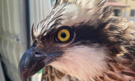 FALCO PESCATORE ARRIVATO DALLA LITUANIA RICOVERATO AL CENTRO DI RECUPERO DELLA FAUNA SELVATICA DELL’UNIVERSITÀ DI UDINE