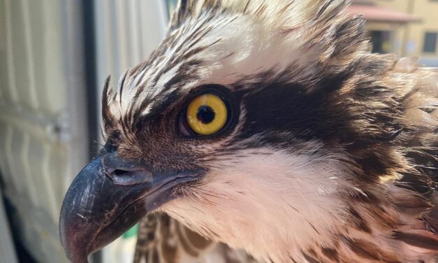 FALCO PESCATORE ARRIVATO DALLA LITUANIA RICOVERATO AL CENTRO DI RECUPERO DELLA FAUNA SELVATICA DELL’UNIVERSITÀ DI UDINE