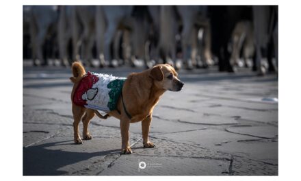 BRICIOLA VA IN PENSIONE