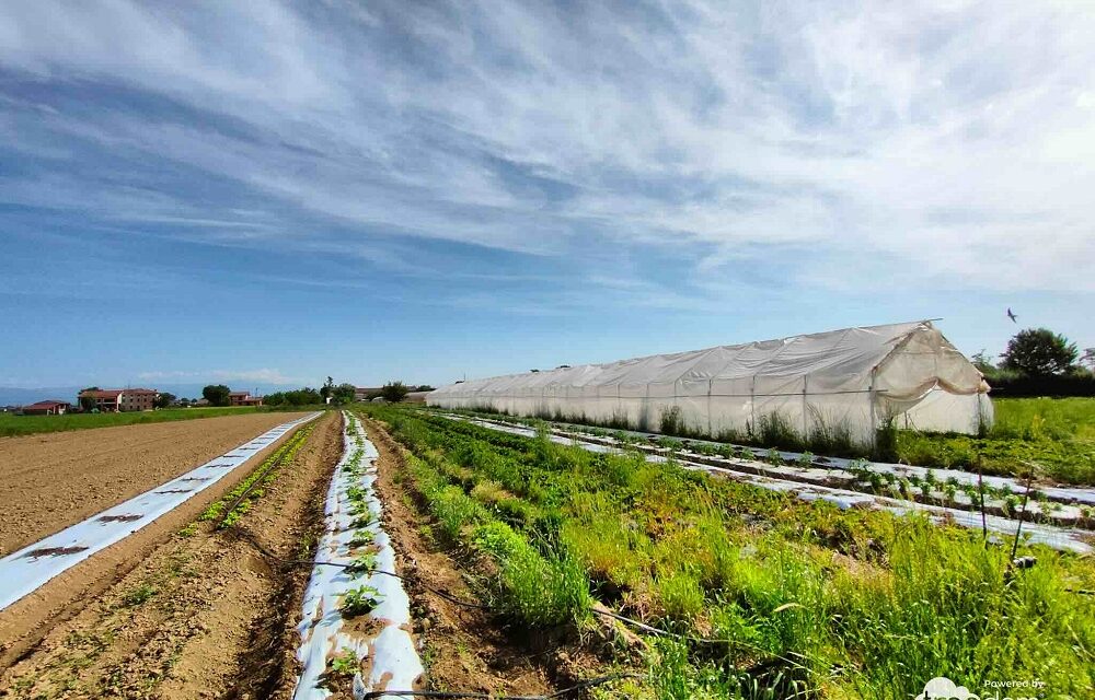 GIORNATA MONDIALE DELL’AMBIENTE: CADEL ANNUNCIA LA COLLABORAZIONE CON TREEDOM A SOSTEGNO DELLA FATTORIA BIOLOGICA E SOCIALE “AL CONFIN”
