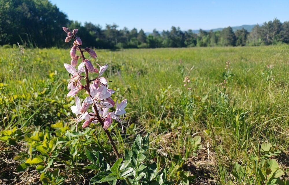 Al Giardino Botanico Carsiana un pomeriggio in landa per la giornata mondiale dell’ambiente
