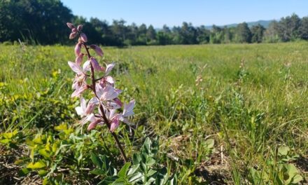 Al Giardino Botanico Carsiana un pomeriggio in landa per la giornata mondiale dell’ambiente