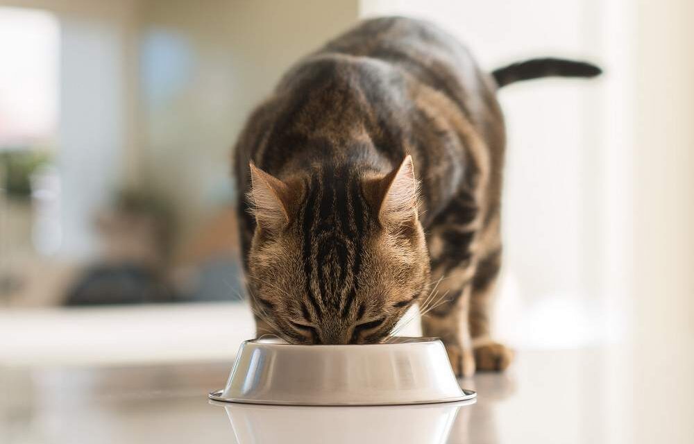 BOOM DI PROPRIETARI CHE NUTRONO CANI (PIÙ DI 1 SU 2) E GATTI (1 SU 5) COME SE FOSSERO UMANI: DAGLI ESPERTI I 10 CONSIGLI PER PROTEGGERNE LA SALUTE IN ESTATE RISPETTANDO LA LORO NATURA