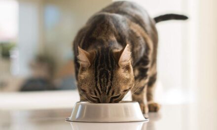 BOOM DI PROPRIETARI CHE NUTRONO CANI (PIÙ DI 1 SU 2) E GATTI (1 SU 5) COME SE FOSSERO UMANI: DAGLI ESPERTI I 10 CONSIGLI PER PROTEGGERNE LA SALUTE IN ESTATE RISPETTANDO LA LORO NATURA