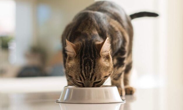 BOOM DI PROPRIETARI CHE NUTRONO CANI (PIÙ DI 1 SU 2) E GATTI (1 SU 5) COME SE FOSSERO UMANI: DAGLI ESPERTI I 10 CONSIGLI PER PROTEGGERNE LA SALUTE IN ESTATE RISPETTANDO LA LORO NATURA