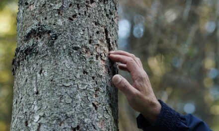Forest: il futuro ha radici antiche a Martignacco