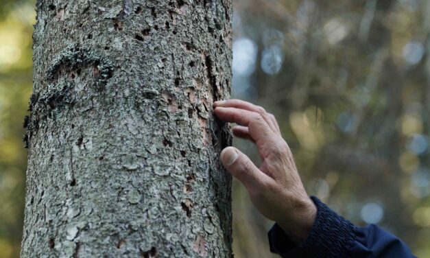Forest: il futuro ha radici antiche a Martignacco
