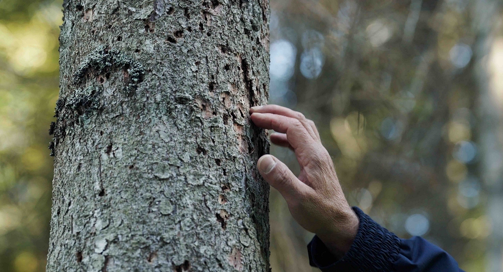 Forest: il futuro ha radici antiche a Martignacco