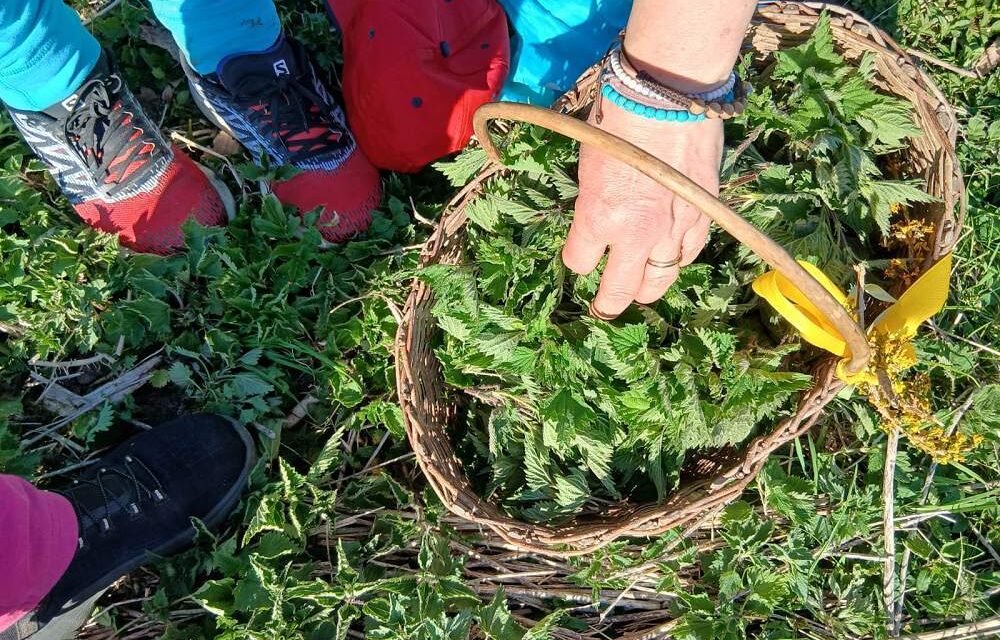 AL MUSEO CARNICO DELLE ARTI POPOLARI “MICHELE GORTANI” APPUNTAMENTO CON “LA FRITE CARNICA: STORIE D’ERBE, TERRITORIO E MEMORIA”, UN INCONTRO CON DEGUSTAZIONE ALLA SCOPERTA DI PROFUMI E SAPORI AUTENTICI DELLA CARNIA
