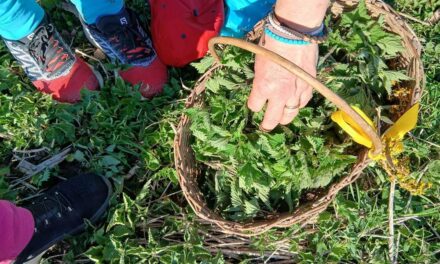 AL MUSEO CARNICO DELLE ARTI POPOLARI “MICHELE GORTANI” APPUNTAMENTO CON “LA FRITE CARNICA: STORIE D’ERBE, TERRITORIO E MEMORIA”, UN INCONTRO CON DEGUSTAZIONE ALLA SCOPERTA DI PROFUMI E SAPORI AUTENTICI DELLA CARNIA