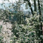 “RECITAR SUONANDO”: Poesia e musica unite in uno spettacolo dal vivo con Cristina Della Bianca e Carlo Corazza al Giardino Viatori di Gorizia