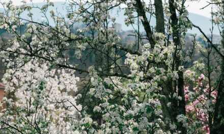 “RECITAR SUONANDO”: Poesia e musica unite in uno spettacolo dal vivo con Cristina Della Bianca e Carlo Corazza al Giardino Viatori di Gorizia