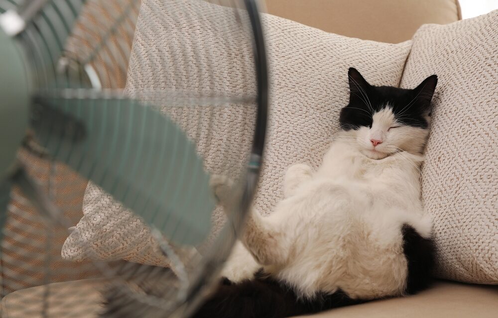 Animali – Estate 2026: il caldo arriva sempre prima, il loro fattore di protezione sei tu