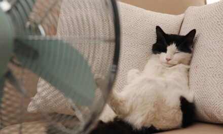 Animali – Estate 2026: il caldo arriva sempre prima, il loro fattore di protezione sei tu