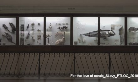 MIND THE GAP: CORALLI, ARTE E SCIENZA S’INCONTRANO PER RIPENSARE IL FUTURO DEGLI OCEANI