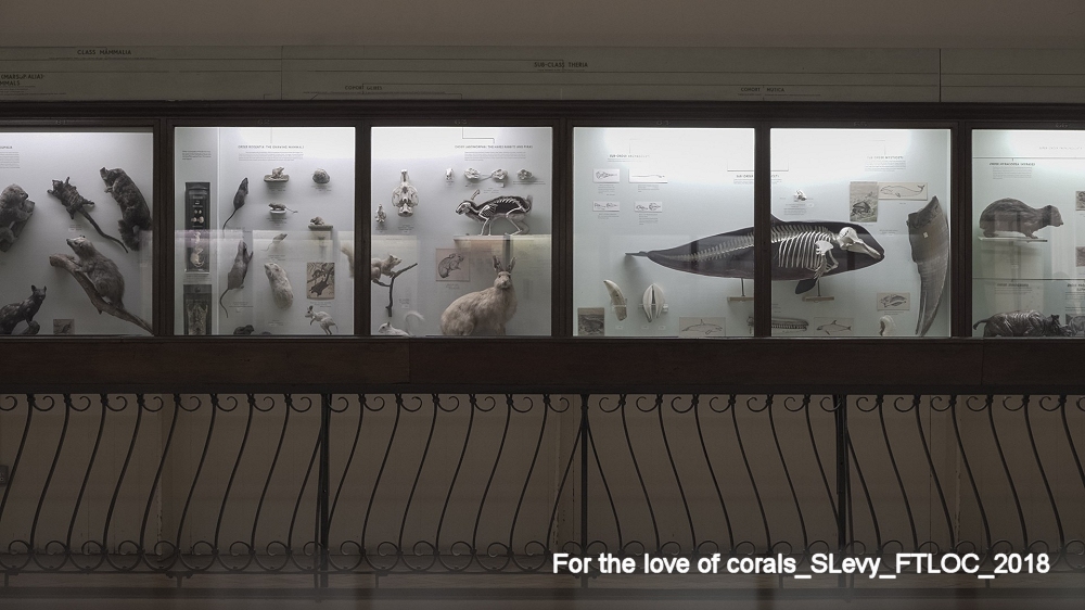 MIND THE GAP: CORALLI, ARTE E SCIENZA S’INCONTRANO PER RIPENSARE IL FUTURO DEGLI OCEANI