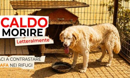 L’OIPA lancia la campagna “Emergenza caldo”: l’appello è per salvare dall’afa centinaia di cani e gatti nei rifugi