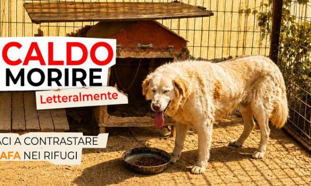 L’OIPA lancia la campagna “Emergenza caldo”: l’appello è per salvare dall’afa centinaia di cani e gatti nei rifugi