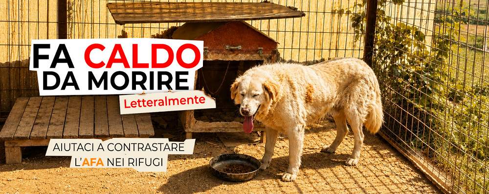 L’OIPA lancia la campagna “Emergenza caldo”: l’appello è per salvare dall’afa centinaia di cani e gatti nei rifugi