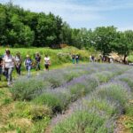 Escursioni “Piacevolmente Carso”: l’ultimo appuntamento sarà con “I campi di lavanda di Povir” (Sežana), camminata con degustazioni a tema con Curiosi di natura