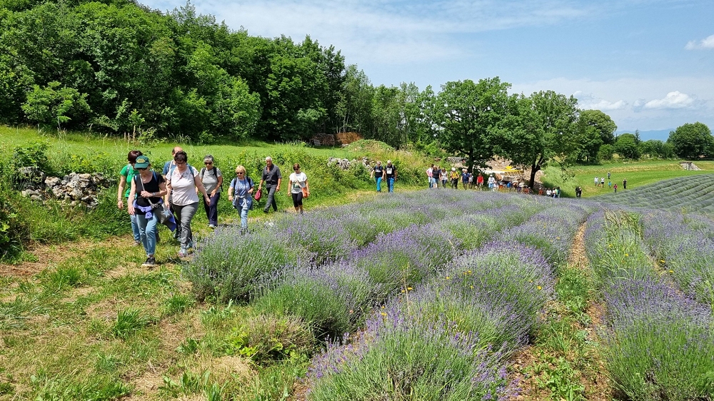 Escursioni “Piacevolmente Carso”: l’ultimo appuntamento sarà con “I campi di lavanda di Povir” (Sežana), camminata con degustazioni a tema con Curiosi di natura