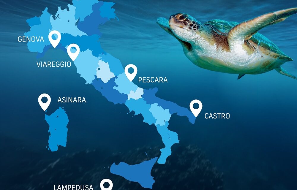 Italian Turtle Day, nove tartarughe marine tornano in libertà: l’Italia unita per proteggere il mare