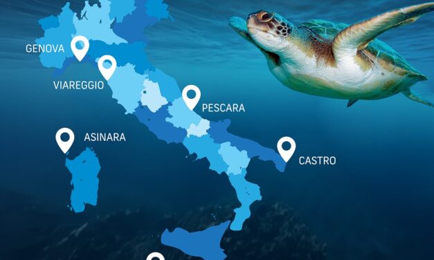 Italian Turtle Day, nove tartarughe marine tornano in libertà: l’Italia unita per proteggere il mare