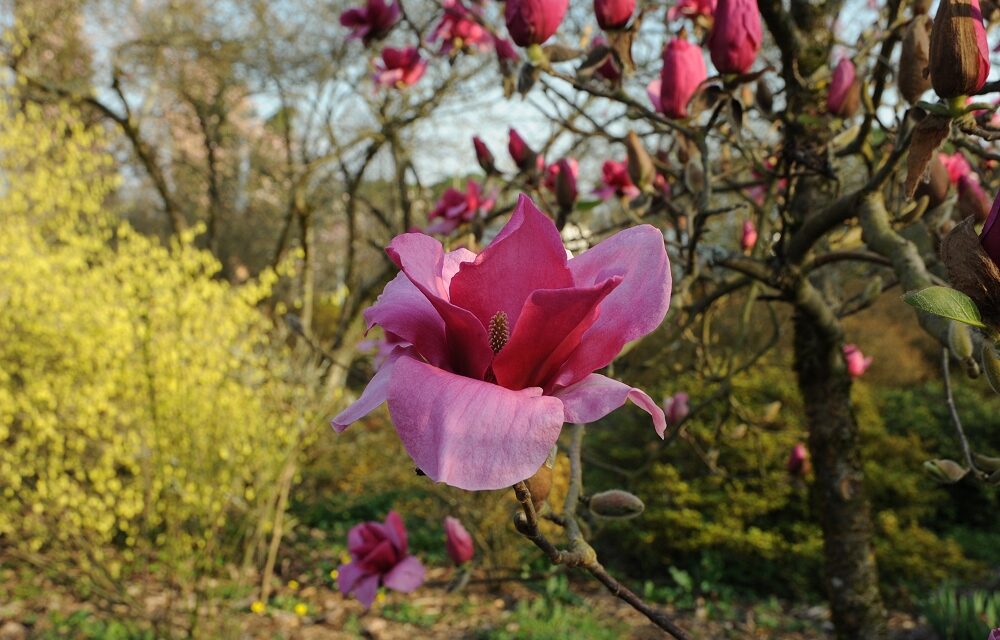 SETTIMANA RICCA DI EVENTI AL GIARDINO VIATORI DI GORIZIA