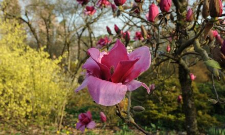 SETTIMANA RICCA DI EVENTI AL GIARDINO VIATORI DI GORIZIA
