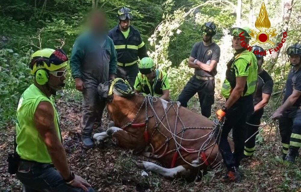 TOLMEZZO (UD): SOCCORSO BOVINO DAI VIGILI DEL FUOCO