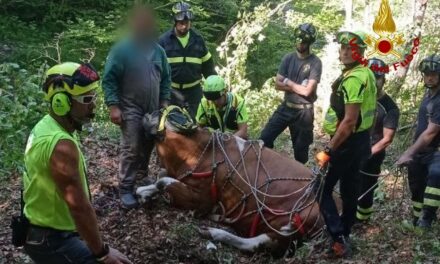 TOLMEZZO (UD): SOCCORSO BOVINO DAI VIGILI DEL FUOCO