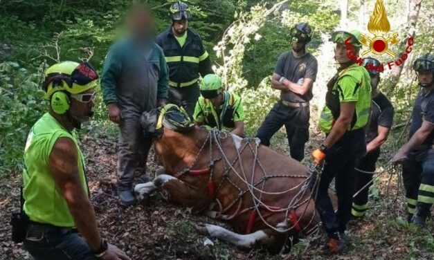 TOLMEZZO (UD): SOCCORSO BOVINO DAI VIGILI DEL FUOCO