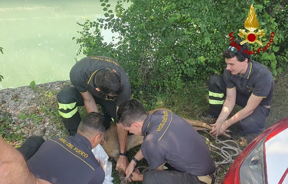 SAN VITO DI FAGAGNA: SOCCORSO CAPRIOLO DAI VIGILI DEL FUOCO