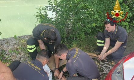 SAN VITO DI FAGAGNA: SOCCORSO CAPRIOLO DAI VIGILI DEL FUOCO