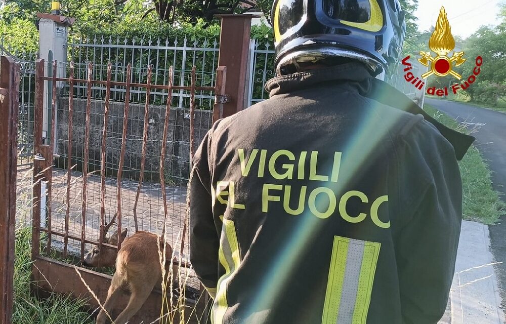 A GORIZIA SOCCORSO CAPRIOLO DAI VIGILI DEL FUOCO