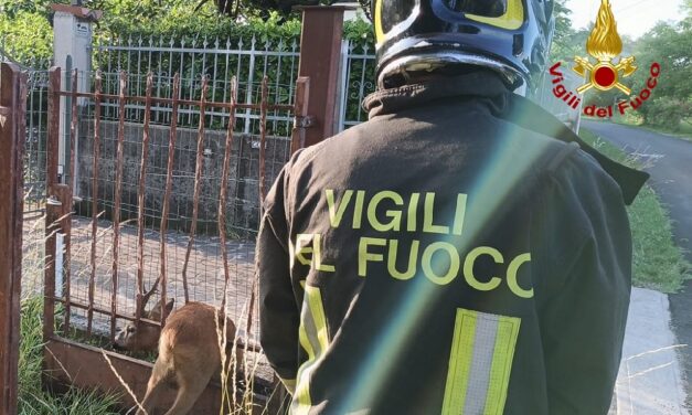 A GORIZIA SOCCORSO CAPRIOLO DAI VIGILI DEL FUOCO