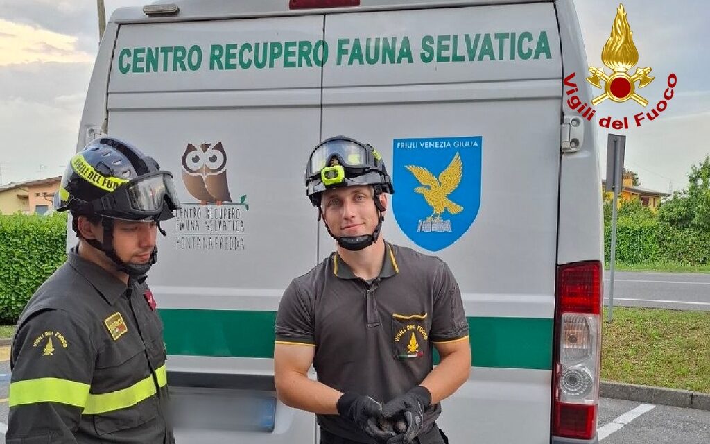SACILE (PN): SOCCORSO DAI VIGILI DEL FUOCO UN RONDONE FERITO
