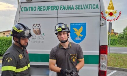 SACILE (PN): SOCCORSO DAI VIGILI DEL FUOCO UN RONDONE FERITO
