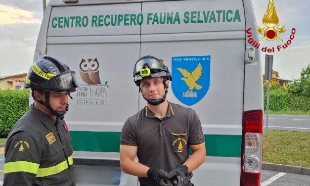 SACILE (PN): SOCCORSO DAI VIGILI DEL FUOCO UN RONDONE FERITO