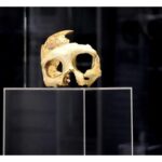 MARTEDÌ 14 LUGLIO ALLE 20.30 AL MUSEO WINCKELMANN AL VIA LA RASSEGNA “ARCHEOLOGIA DI SERA”