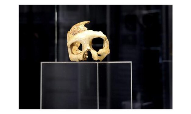 MARTEDÌ 14 LUGLIO ALLE 20.30 AL MUSEO WINCKELMANN AL VIA LA RASSEGNA “ARCHEOLOGIA DI SERA”